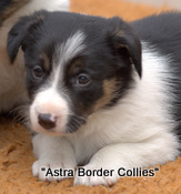 Jess pup number 5, Tricolour border collie puppy